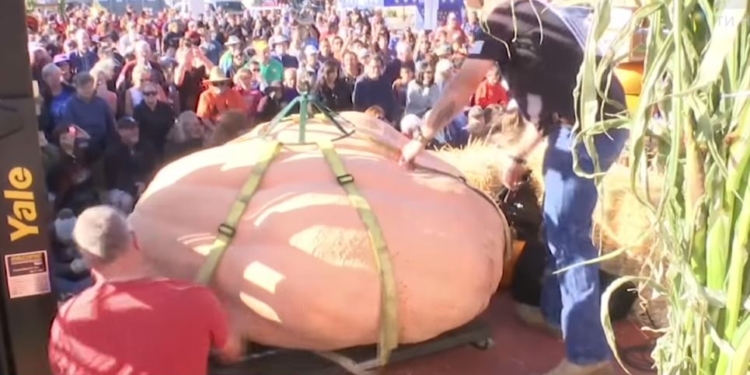 Карета! В США вырастили тыкву весом в тонну