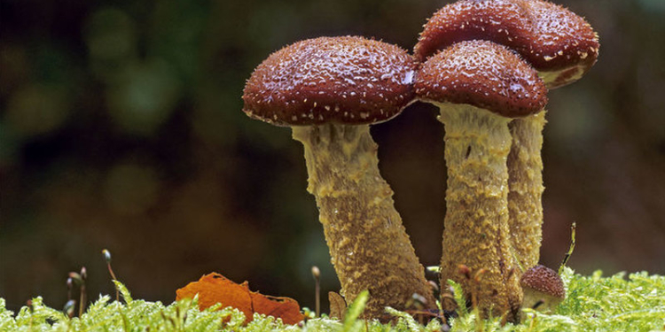 Самый крупный организм в мире оказался в 4 раза больше: гигантская древняя грибница опенка