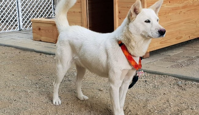 Ким Чен Ын подарил лидеру Южной Кореи двух белоснежных собак редкой породы. Они могут подраться даже с тигром!