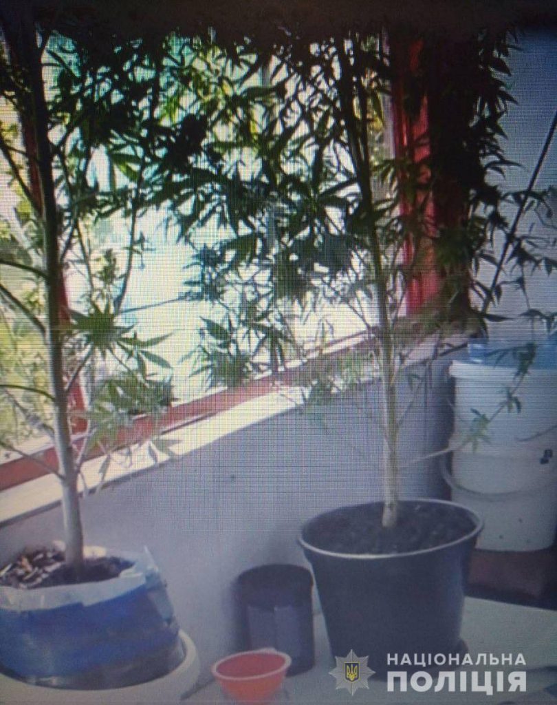 Житель многоэтажки на улице Космонавтов выращивал коноплю у себя на балконе. Ее заметили с улицы 3