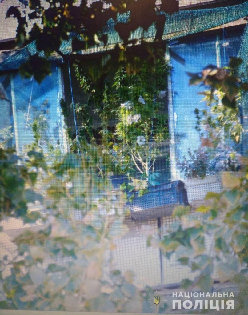 Житель многоэтажки на улице Космонавтов выращивал коноплю у себя на балконе. Ее заметили с улицы 1
