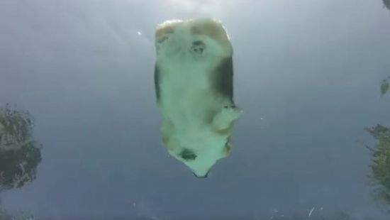 Вид снизу: заплыв грациозного корги стал хитом YouTube