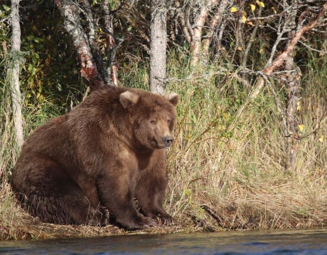 В тайге мужчина, защищаясь от напавшего медведя, откусил ему язык 5