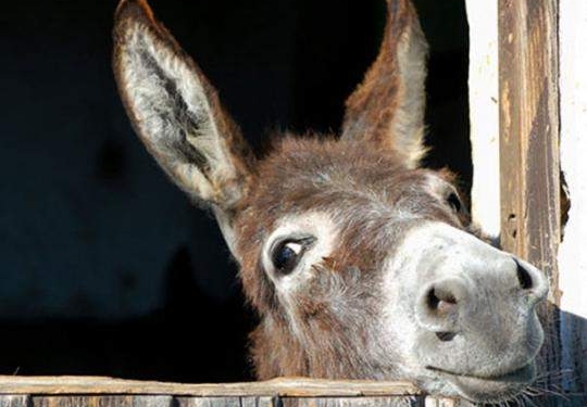 Поют все. В Ирландии нашли поющего осла – ему бы на сцену