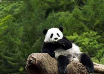 Больше никаких фото с пандами: в Китае теперь действует запрет