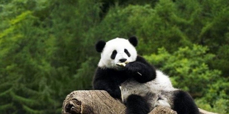 Больше никаких фото с пандами: в Китае теперь действует запрет