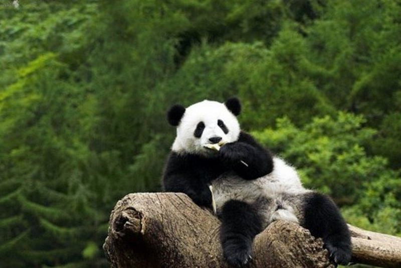 Больше никаких фото с пандами: в Китае теперь действует запрет 1