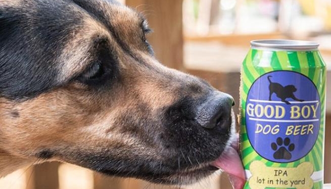 В США начали варить пиво для собак – с куркумой