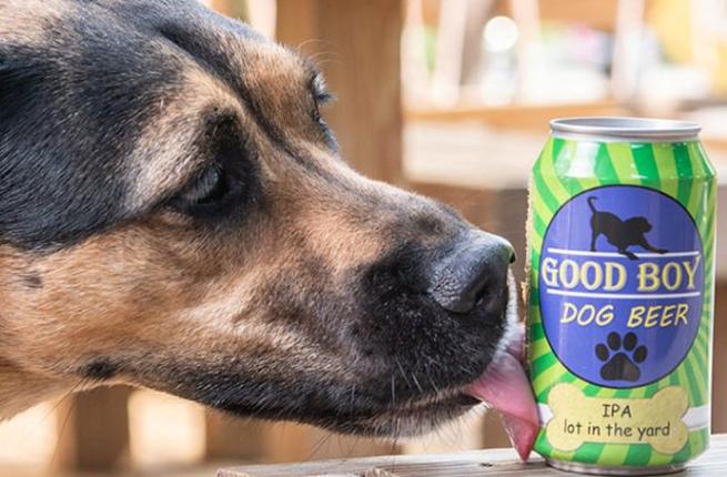 В США начали варить пиво для собак - с куркумой 1