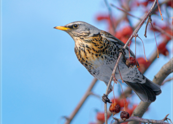 Полиция и ученые Миннесоты просят жителей штата помогать пьяным птицам