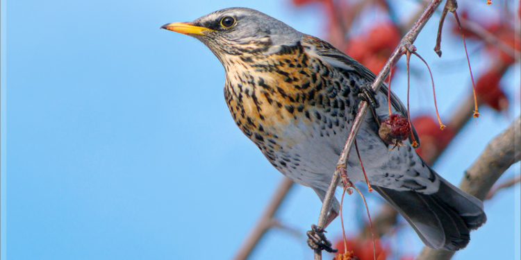Полиция и ученые Миннесоты просят жителей штата помогать пьяным птицам