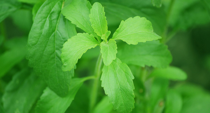 Сладкая ниша. На стевии можно зарабатывать до $270 тыс. с гектара