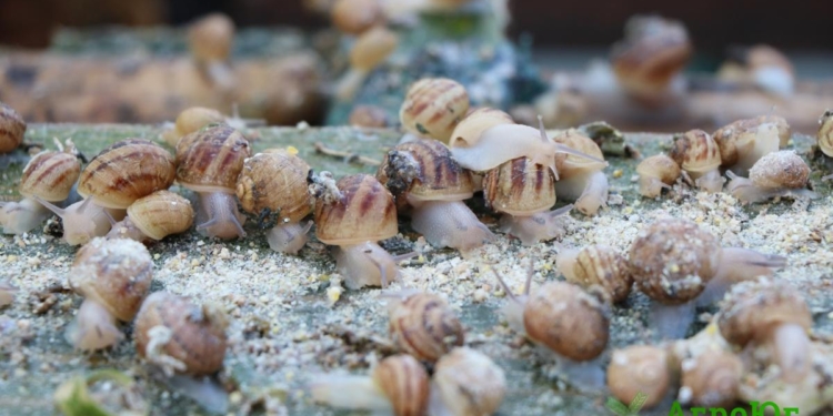 Двое строителей на Николаевщине открыли улиточную ферму