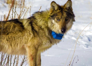 Знаменитый волк-путешественник и вегетарианец Михась убит украинскими лесниками
