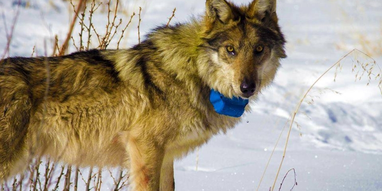 Знаменитый волк-путешественник и вегетарианец Михась убит украинскими лесниками