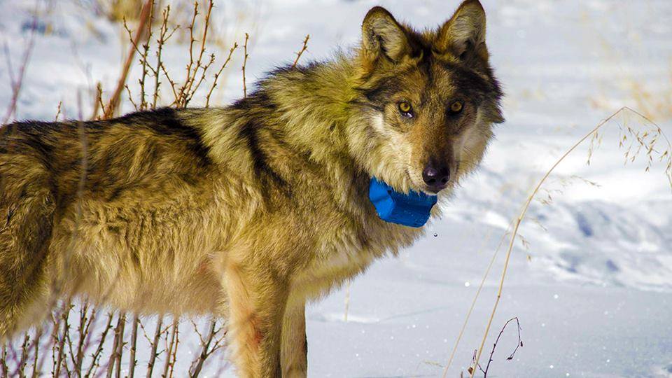 Знаменитый волк-путешественник и вегетарианец Михась убит украинскими лесниками 1