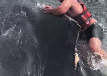 Верхом на ките: смелому рыбаку понадобилось три часа, чтобы освободить горбатого кита от веревки, в которой он запутался