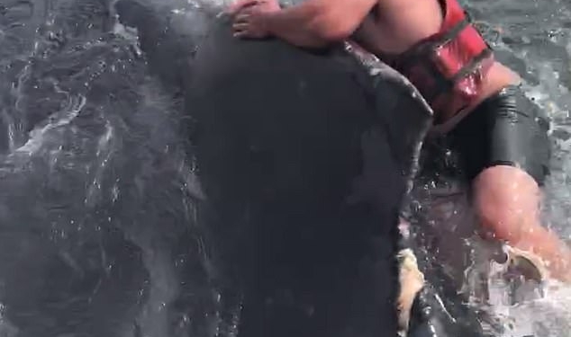 Верхом на ките: смелому рыбаку понадобилось три часа, чтобы освободить горбатого кита от веревки, в которой он запутался