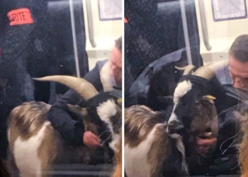 Одна из линий парижского метро была заблокирована мужчиной… с украденным козлом