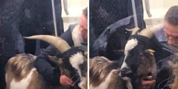 Одна из линий парижского метро была заблокирована мужчиной… с украденным козлом