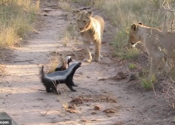 «Цари зверей» решили не связываться: пара медоедов отогнала львиный прайд
