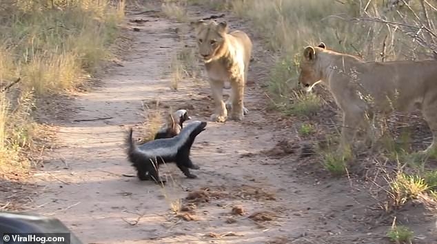 «Цари зверей» решили не связываться: пара медоедов отогнала львиный прайд
