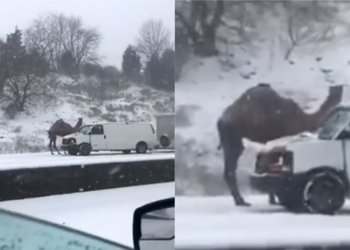 В американском штате на заснеженной трассе был замечен верблюд