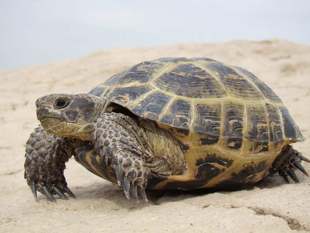 Гватемальский рыбаки освободили черепаху, застрявшую в пластиковой корзинке для покупок 1