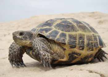 Гватемальский рыбаки освободили черепаху, застрявшую в пластиковой корзинке для покупок