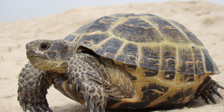 Гватемальский рыбаки освободили черепаху, застрявшую в пластиковой корзинке для покупок