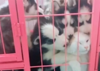 Залижут до смерти: как щенки хаски поставили кота в безвыходное положение