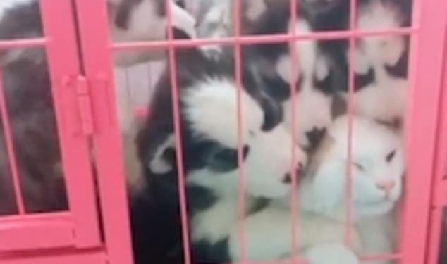 Залижут до смерти: как щенки хаски поставили кота в безвыходное положение