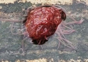 В Техасе мужчина обнаружил «канализационного монстра». Ученые говорят, что ничего страшного