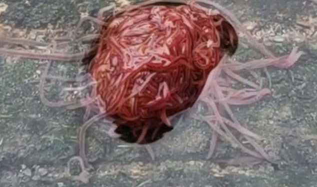 В Техасе мужчина обнаружил «канализационного монстра». Ученые говорят, что ничего страшного