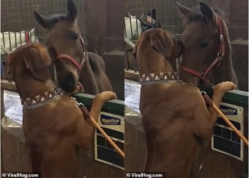 Маленькая лошадь + большая собака = друзья навек