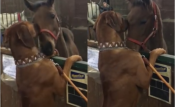 Маленькая лошадь + большая собака = друзья навек