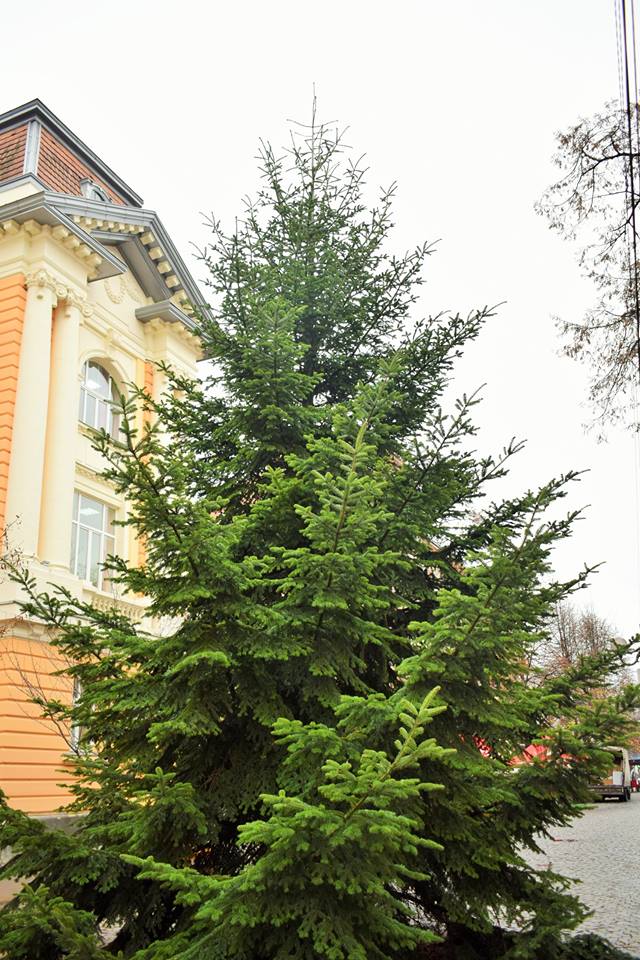 На Закарпатье уже установили первую новогоднюю елку – нарядят ее к воскресенью 3
