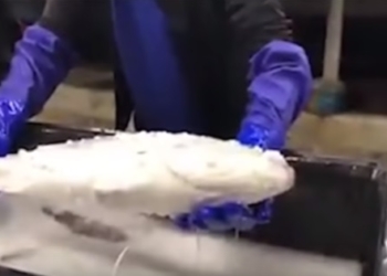 Фейк или на самом деле? По Интернету гуляет видео «возвращения к жизни» замороженного тунца