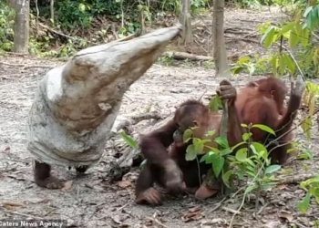 Мы точно родственники: орангутан оделся в мешок, чтобы попугать своих собратьев
