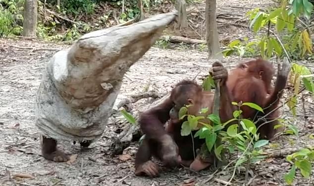 Мы точно родственники: орангутан оделся в мешок, чтобы попугать своих собратьев