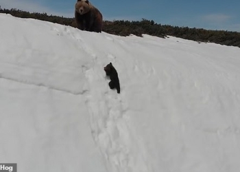 Никогда не сдавайся! Медвежонок-альпинист покорил Сеть своей настойчивостью