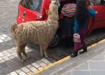 Вы пробовали ездить с собакой в такси? А в Перу в такси берут даже альпак