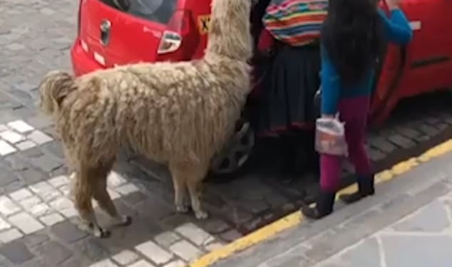 Вы пробовали ездить с собакой в такси? А в Перу в такси берут даже альпак