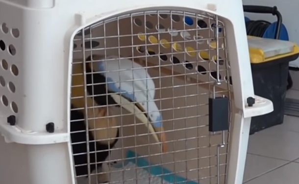 До чего техника дошла: в Сингапуре для птицы изготовили новый клюв – ЗD-протез