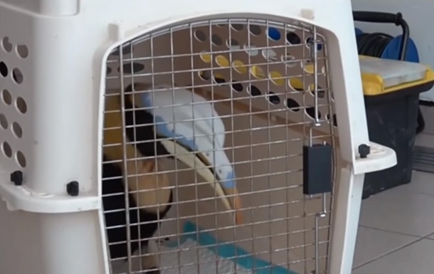 До чего техника дошла: в Сингапуре для птицы изготовили новый клюв – ЗD-протез 1