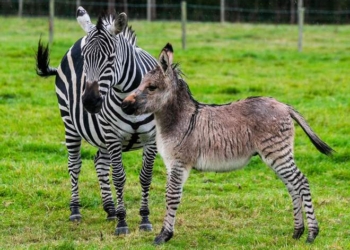 Зиппи – плод незаконной любви осла и зебры. Но милый