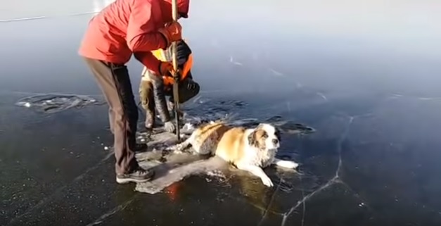 В России спасатели вызволили собаку, вмерзшую на читинском озере в лед 1