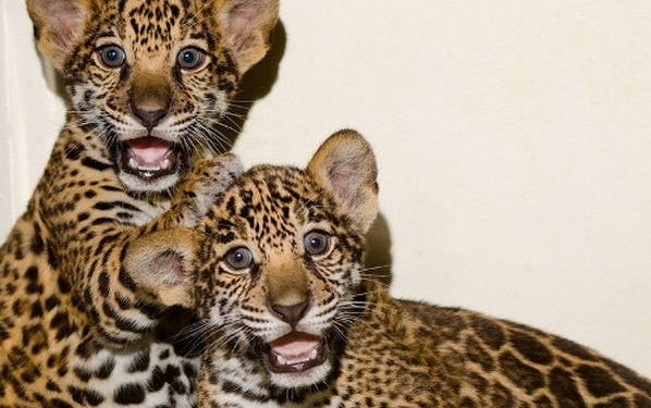 Николаевские ягуары улетели в Дубай