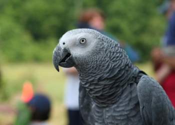 Дал джазу. Мужчина вызвал пожарных, спутав голос попугая со звуком пожарной сигнализации