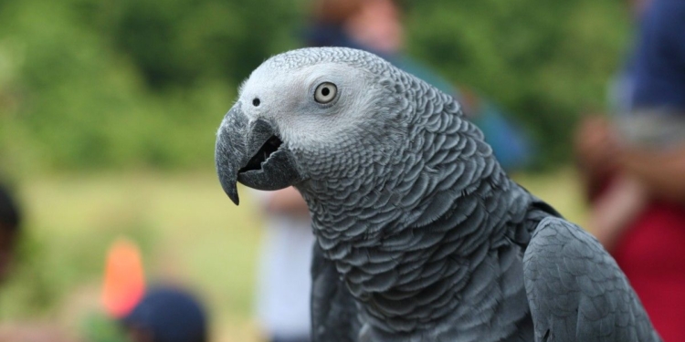 Дал джазу. Мужчина вызвал пожарных, спутав голос попугая со звуком пожарной сигнализации